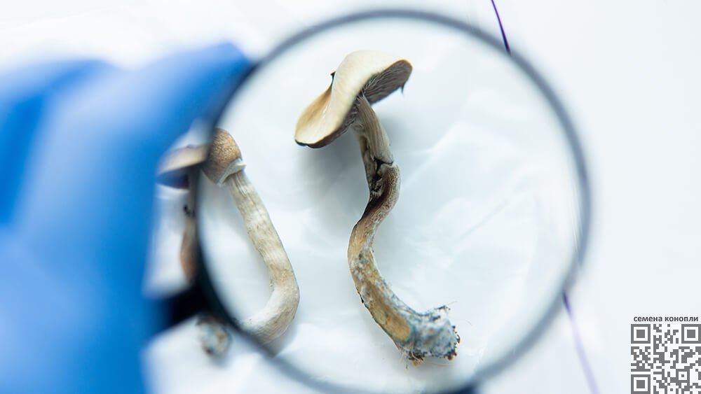 psilocybin-mushrooms-test.jpg