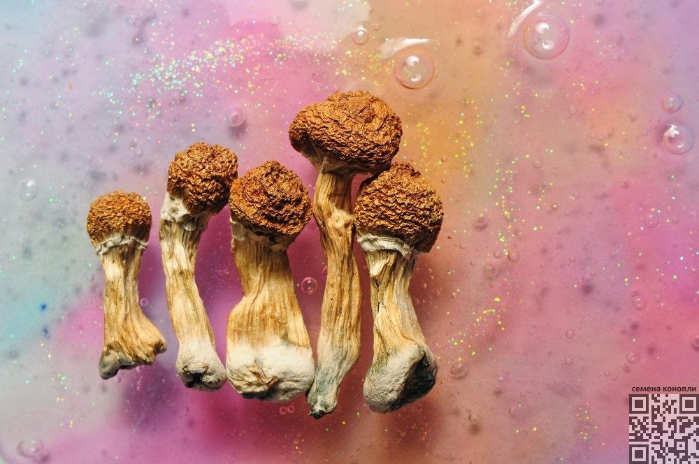 psylocybin-mushrooms.jpg