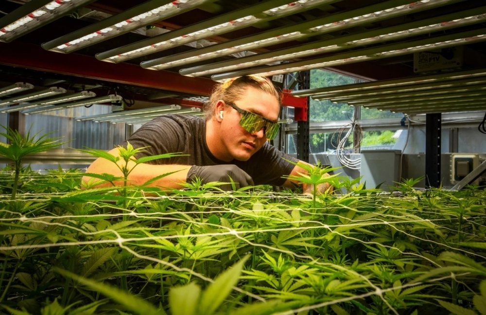 qualla-enterprises-cannabis-farm.jpg