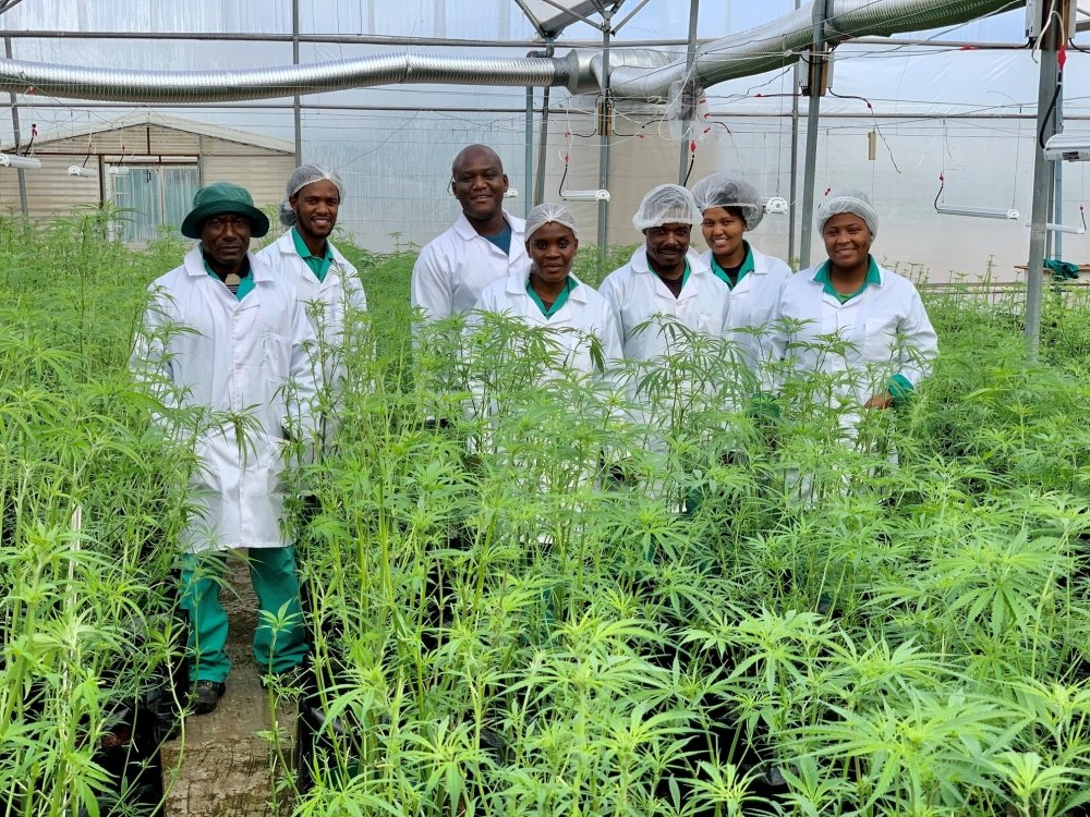 sa-medcan-cannabis-farm.jpg