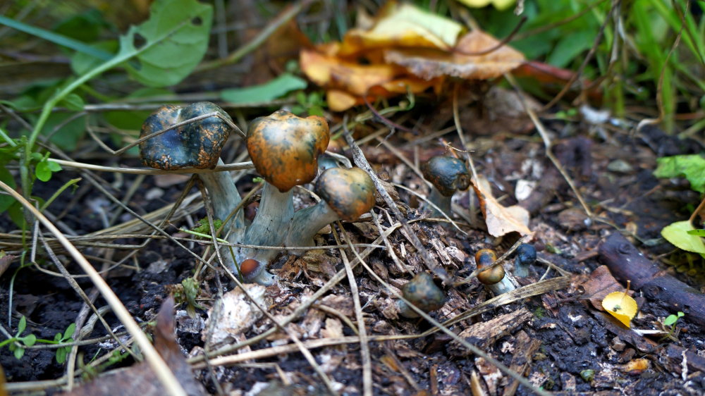 DSC04096.JPG