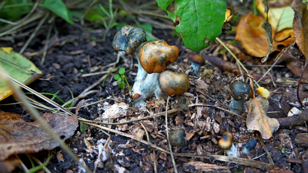 DSC04099.JPG