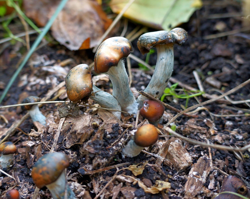 DSC04103.JPG