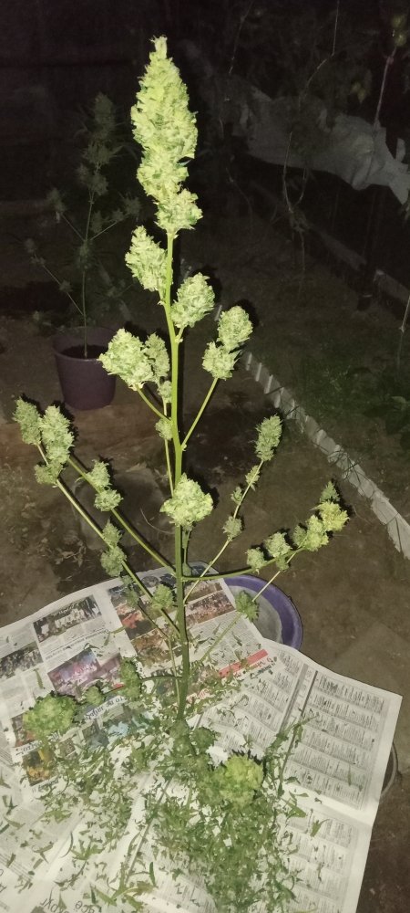 IMG20230913195839.jpg