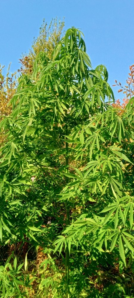 IMG20230917142108_01.jpg
