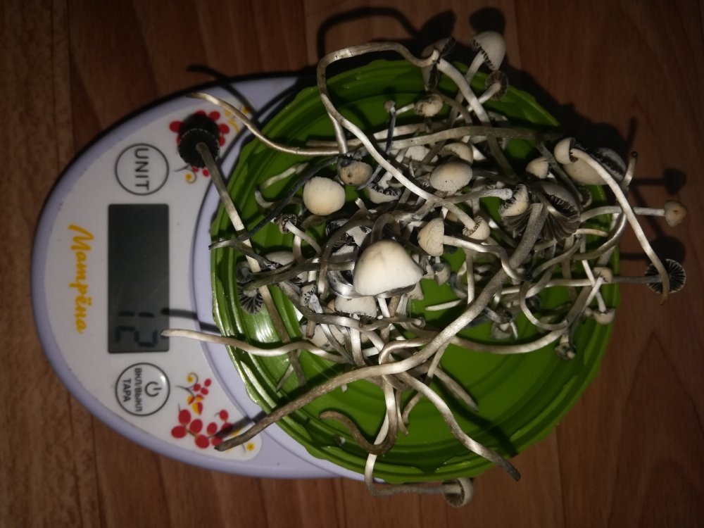 IMG_20231011_120731.jpg
