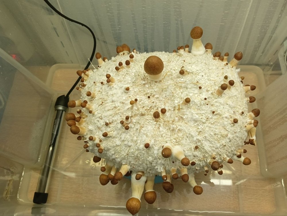 IMG_20231012_121439_713.thumb.jpg.1604bb271b9be5402a9df07c1c5cadb4.jpg