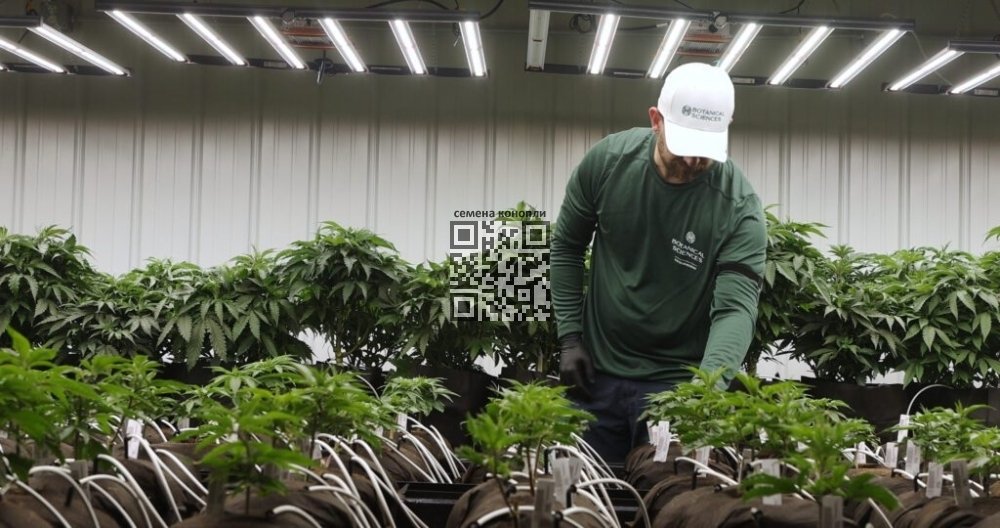 botanical-sciences-cannabis-farm.jpg