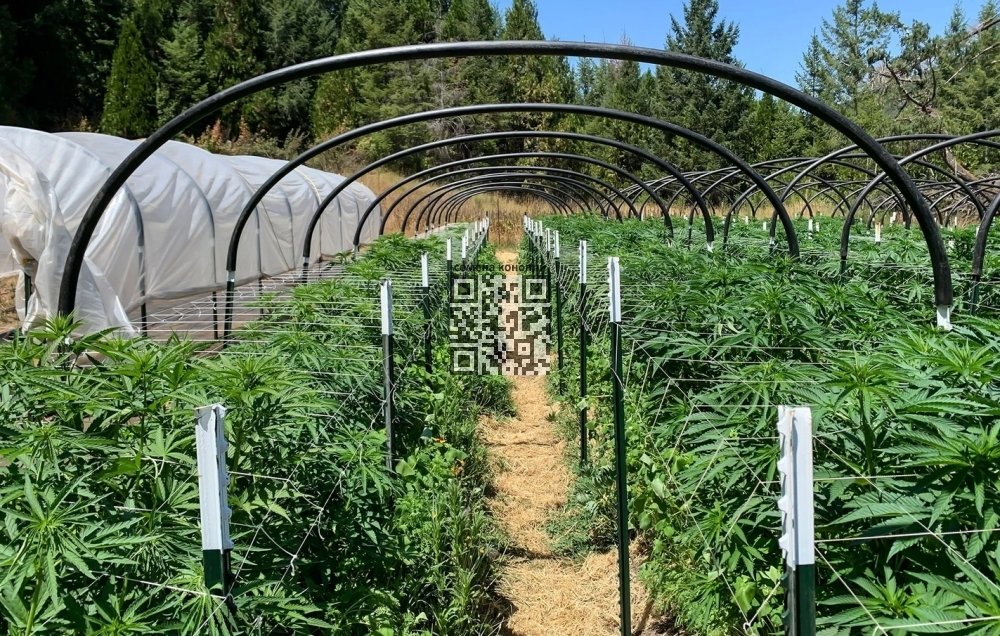 california-cannabis-farm.jpg