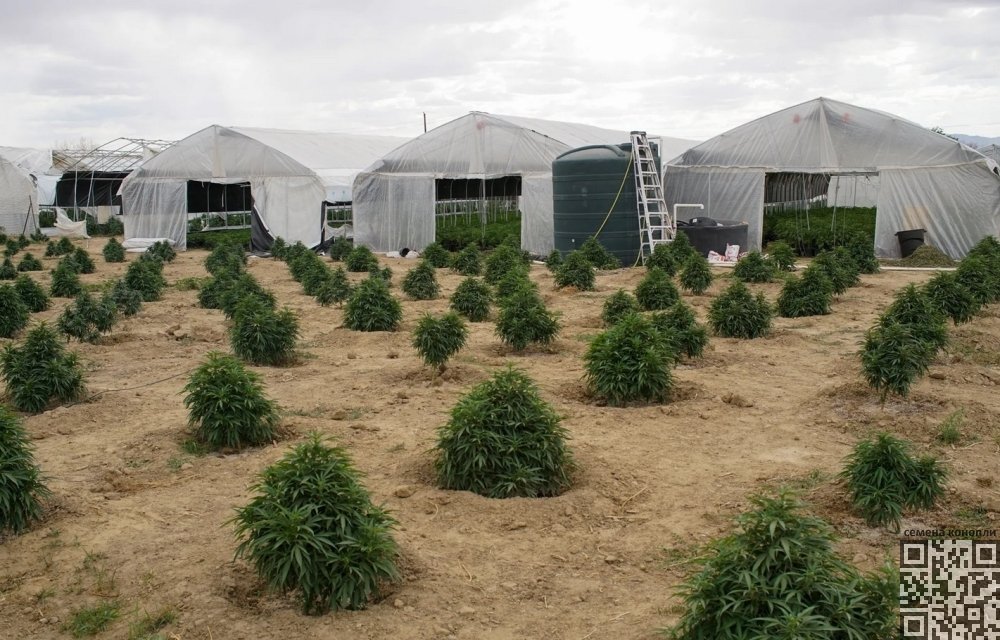 cannabis-farm-shiprock.jpg