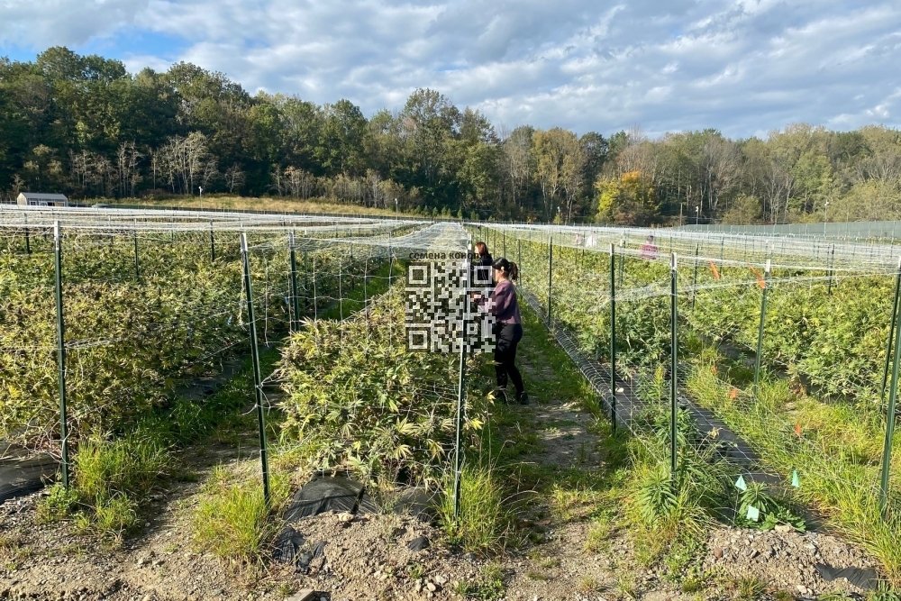 cannabis-farm-wiseacre-farm.jpg