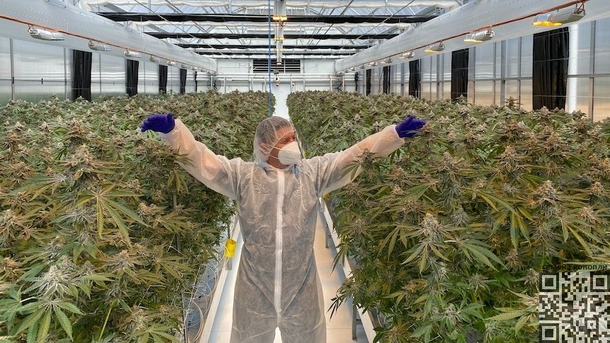 cannabis-grow-australia.jpg