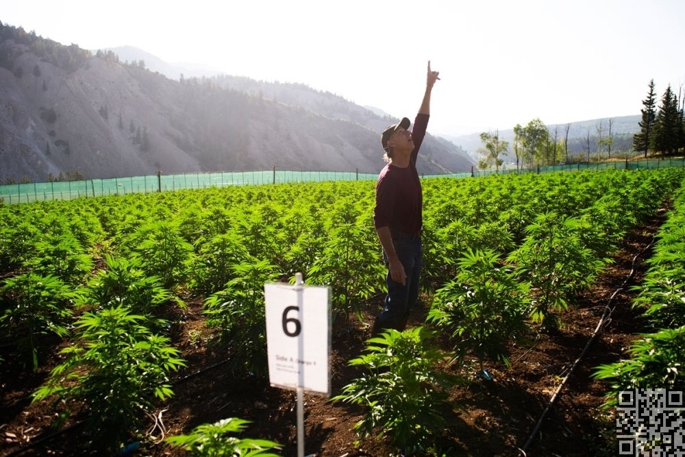 cannabis-grow-colorado.jpg