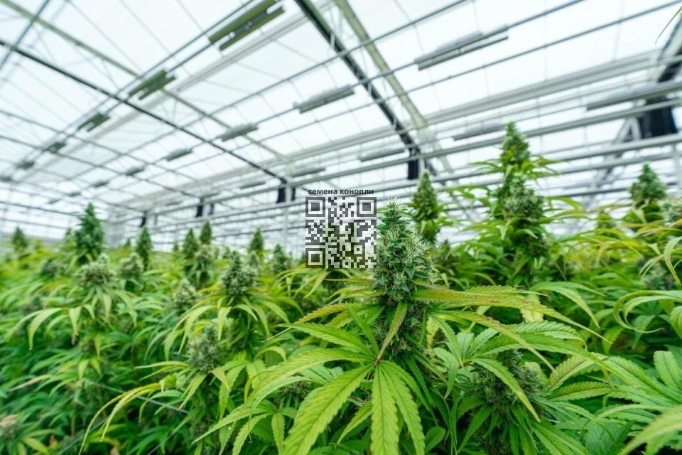 cannabis-grow.jpg