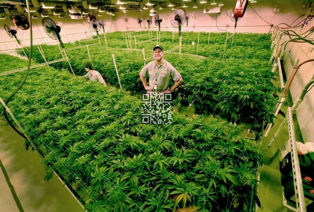 cannabis-grow.jpg