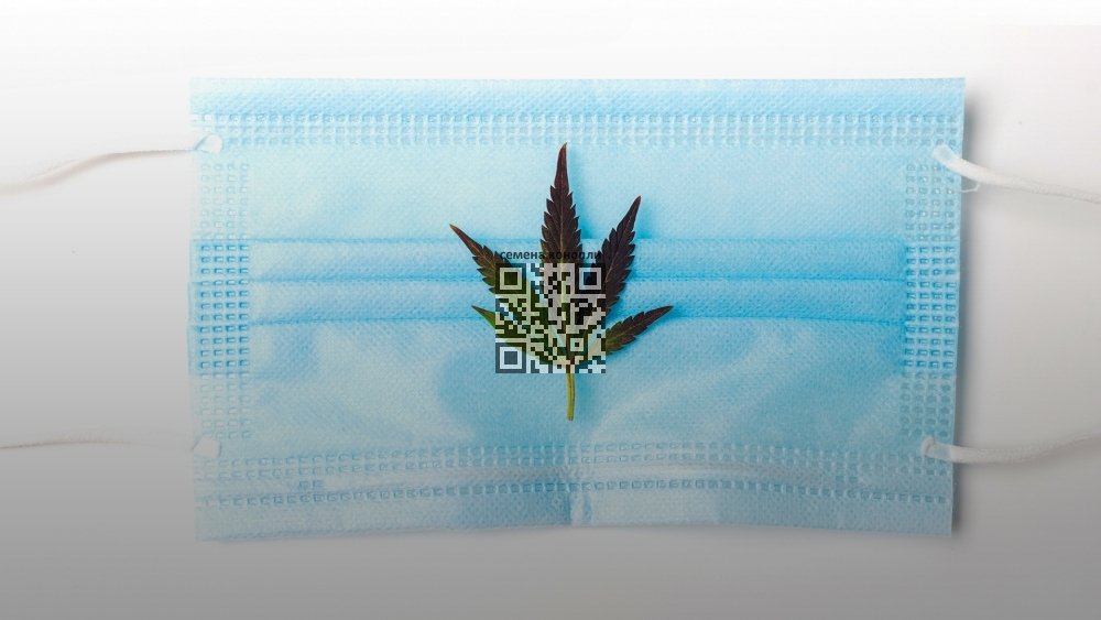 cannabis-protect-against-covid.jpg