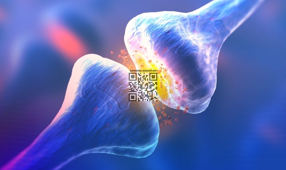 cannabis-receptors.jpg