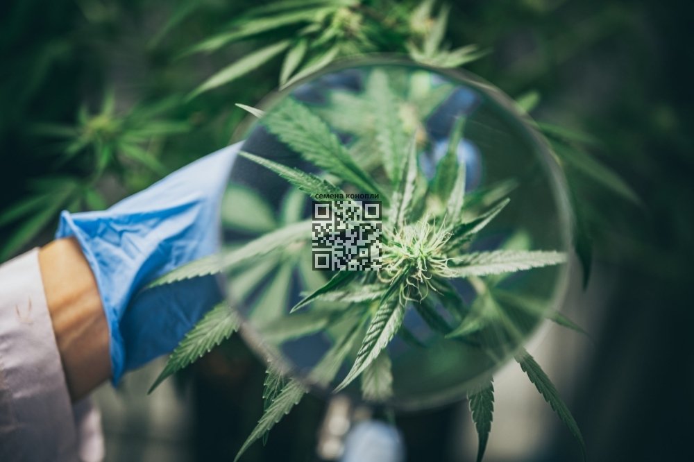 cannabis-research.jpeg