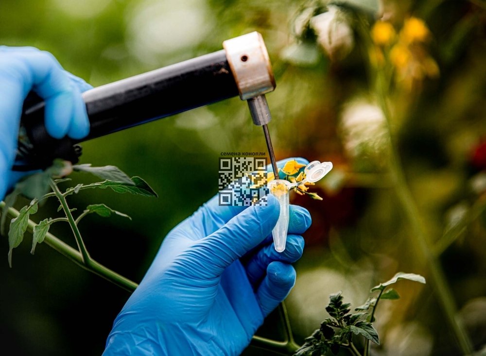 cannabis-research.jpg