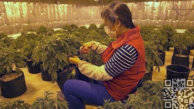 chinese-immigrant-working-cannabis.jpg