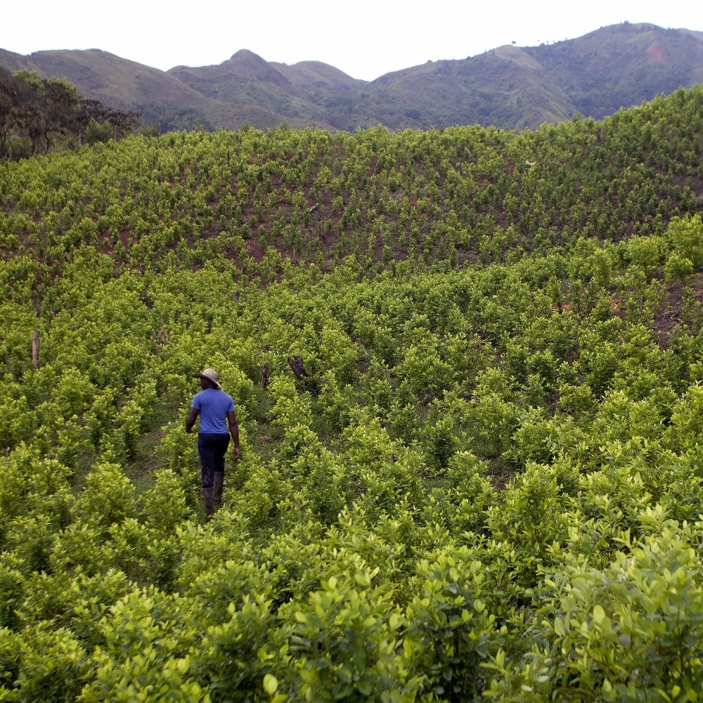 coca-grow-colombia.jpg