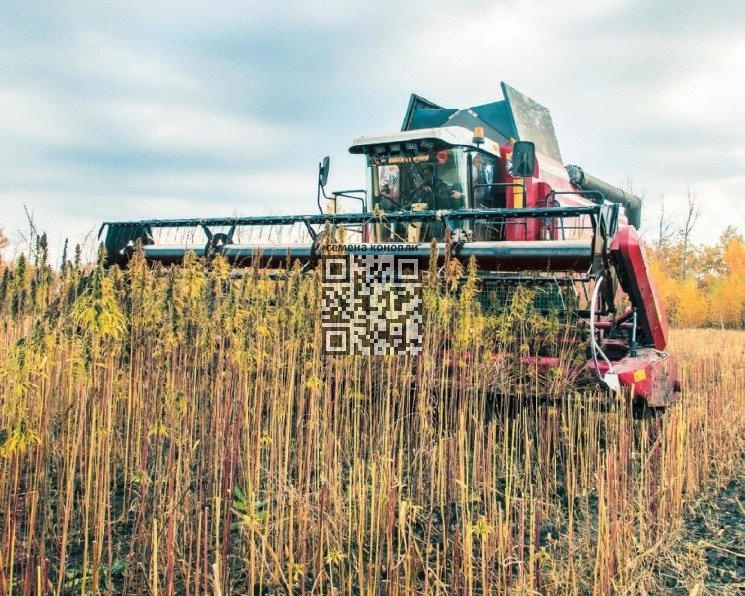 hemp-grow-russia.jpg