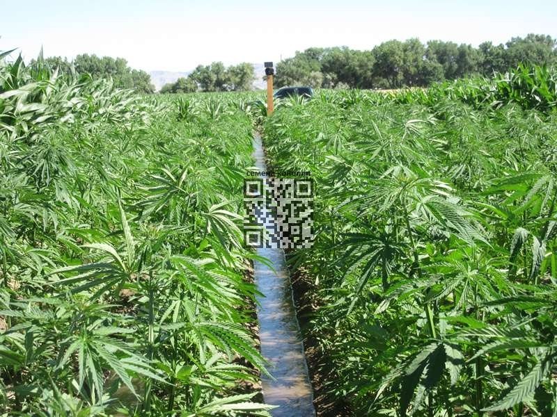 hemp-grow.jpg