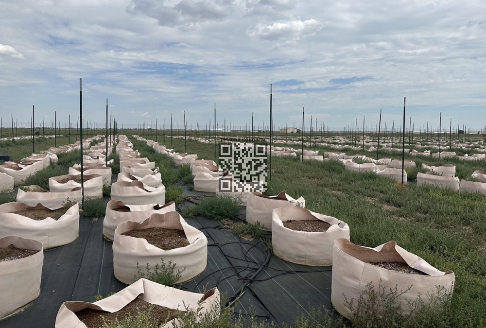 humble-farms-after-grasshoppers.jpg