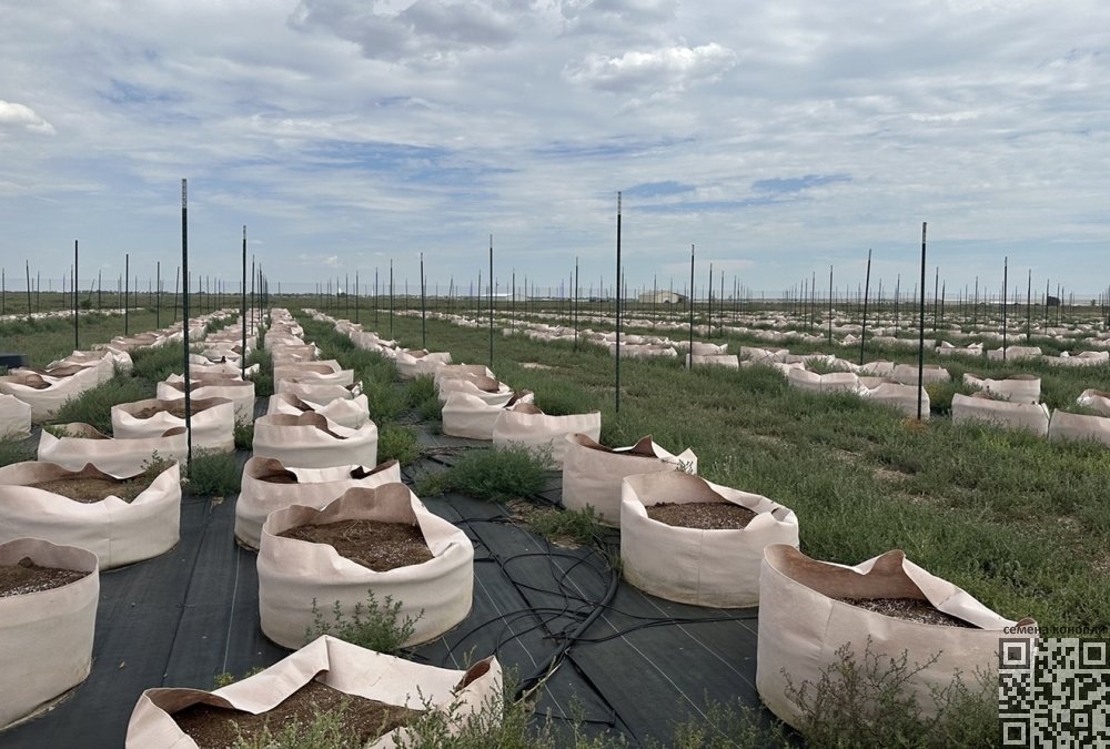 humble-farms-after-grasshoppers.jpg