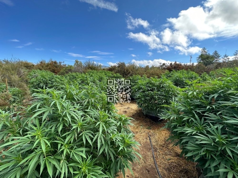 illicit-cannabis-farm-california.jpg