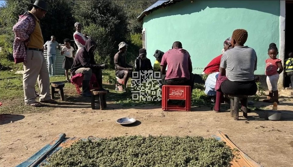 illicit-cannabis-south-africa.jpg
