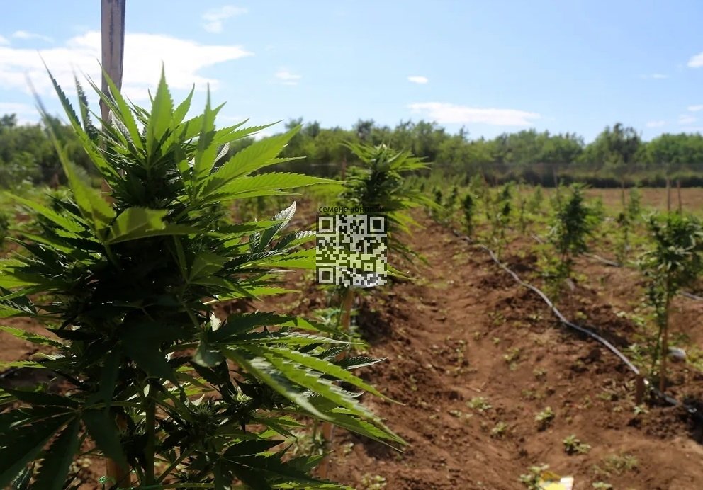 jamaica-cannabis-grow.jpg