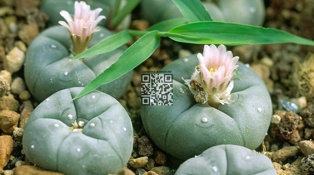 peyote.jpg