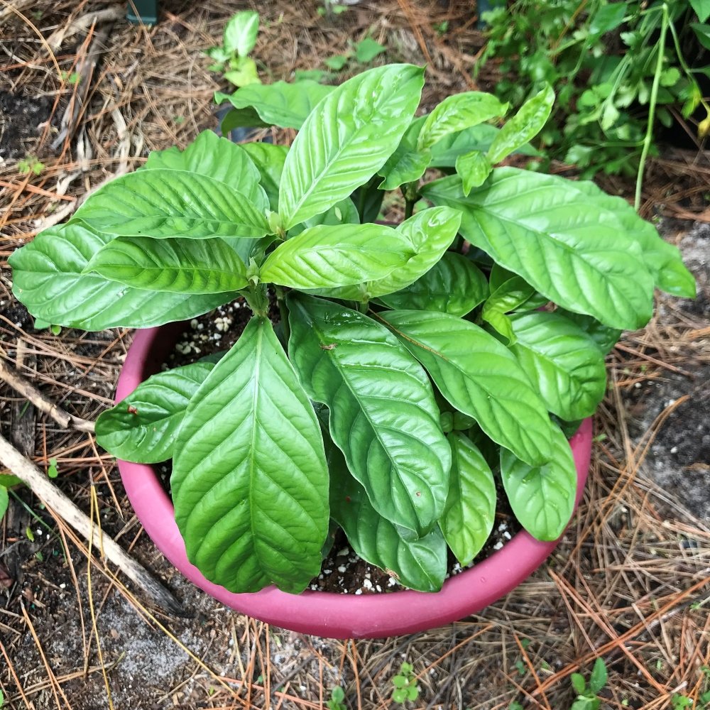 psychotria-viridis.jpg