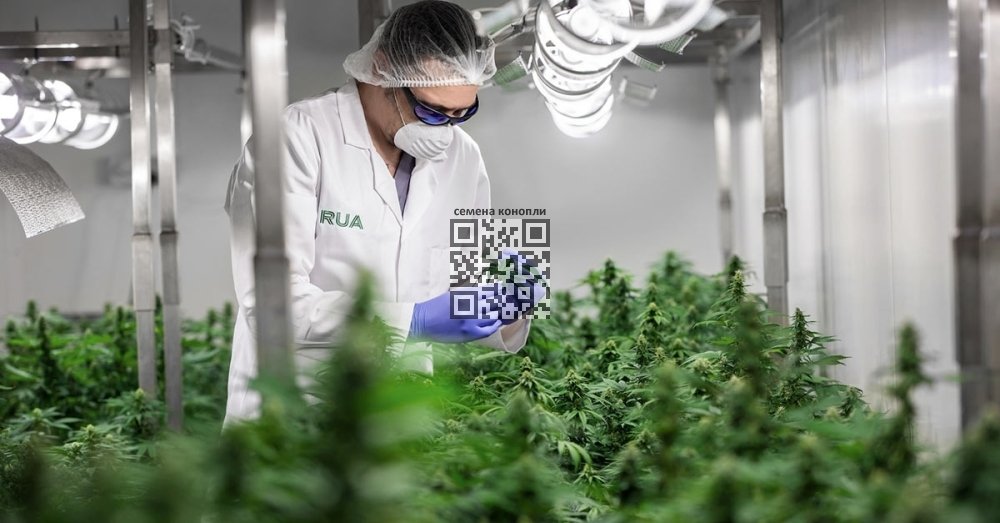 rua-bioscience-cannabis-farm.jpg