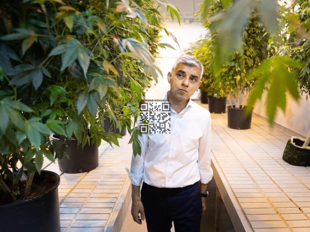 sadiq-khan-cannabis-farm.jpg