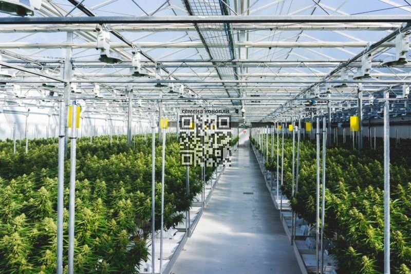 supremecannabis-farm-kincardine.jpg