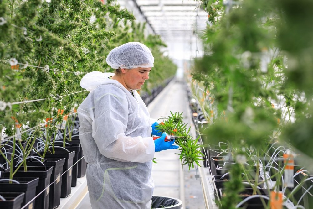 tilray-cannabis-farm.jpg