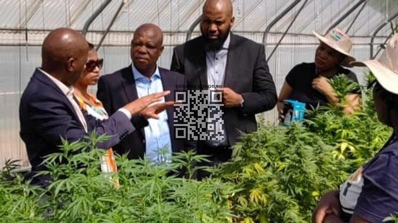 zuma-duma-cannabis-farm.jpg