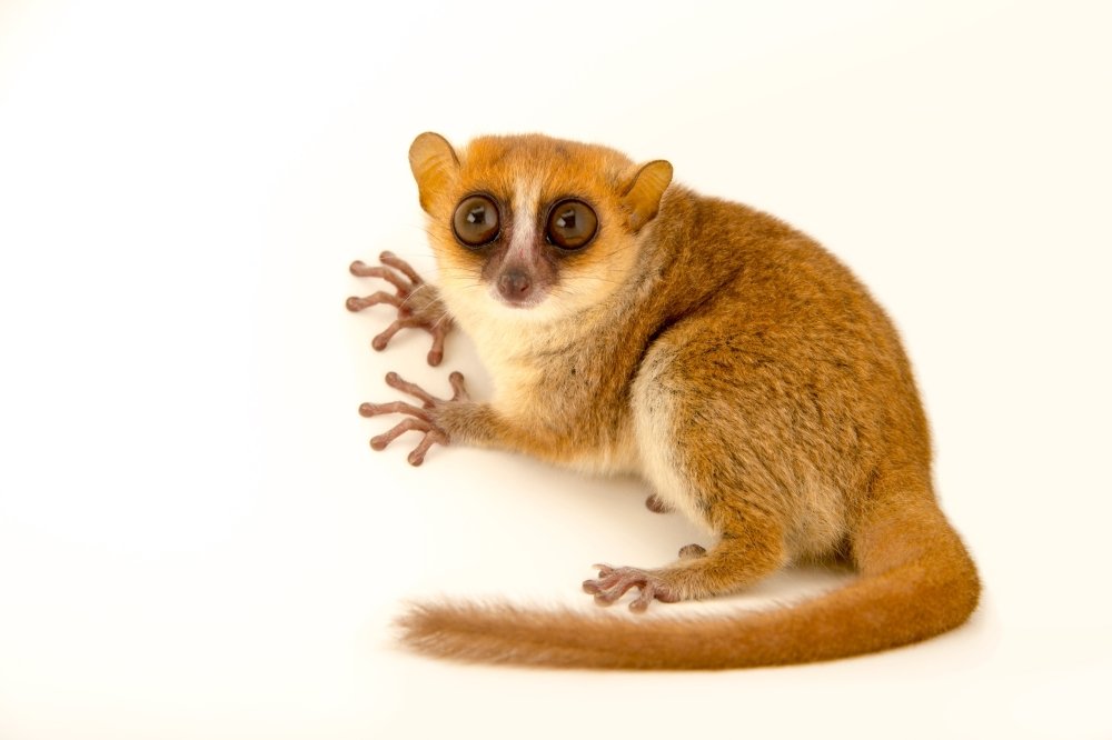 -lemur_2.jpg