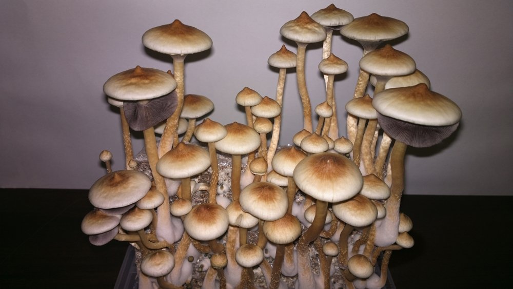 10.thumb.jpg.e9fae1b1bde2264b1143df111bcf8e96.jpg