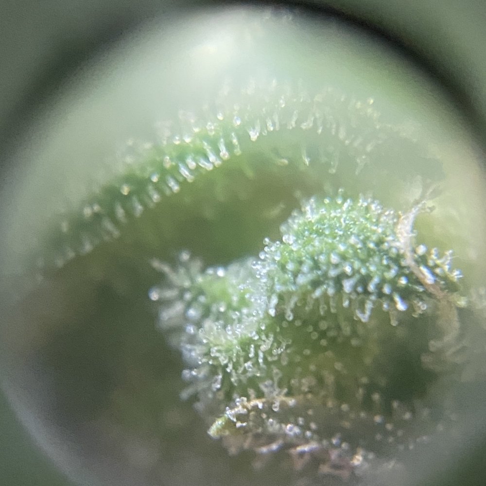 CK5.thumb.jpg.5ffa6671b0372d9e287c96002b742162.jpg