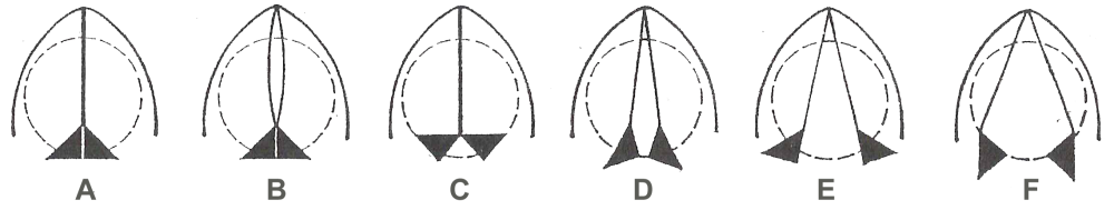 Glottis_positions.thumb.png.ac2d31455b7395dd4ea7861e61667f60.png