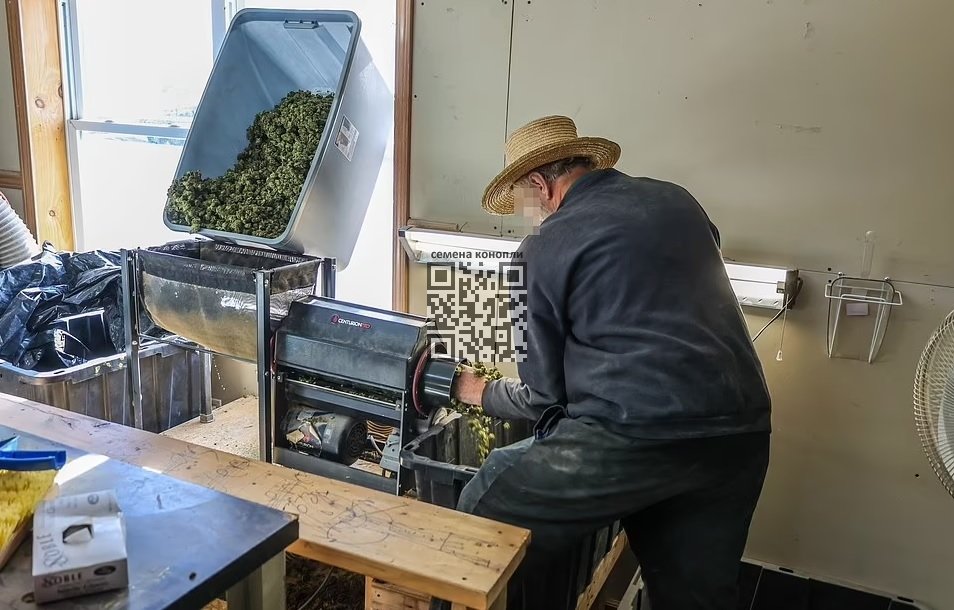 amish-trimms-cannabis.jpg
