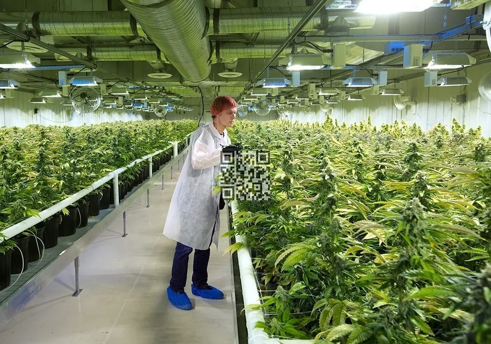 aurora-cannabis-farm.jpg