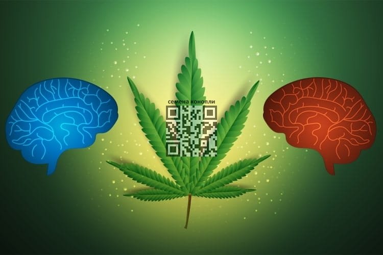 cannabis-effect-on-brain.jpg