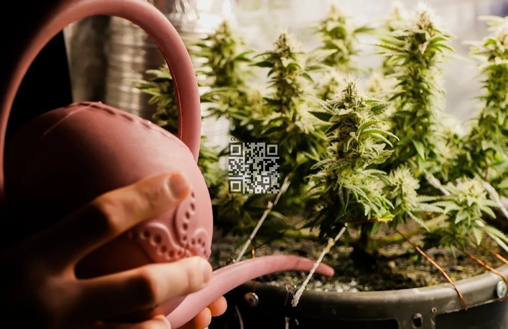 cannabis-grow-home.jpg