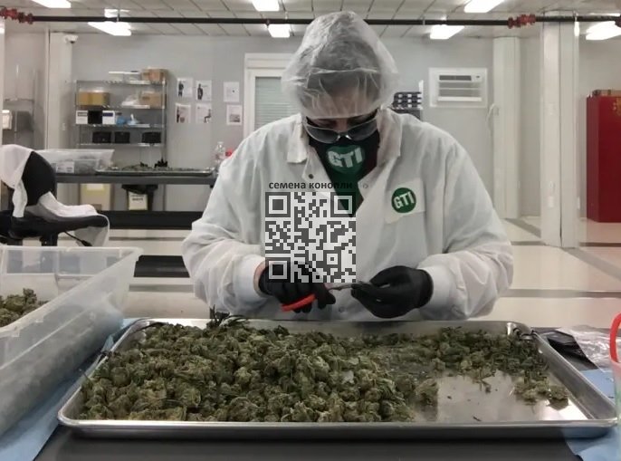 cannabis-trimmer.jpg