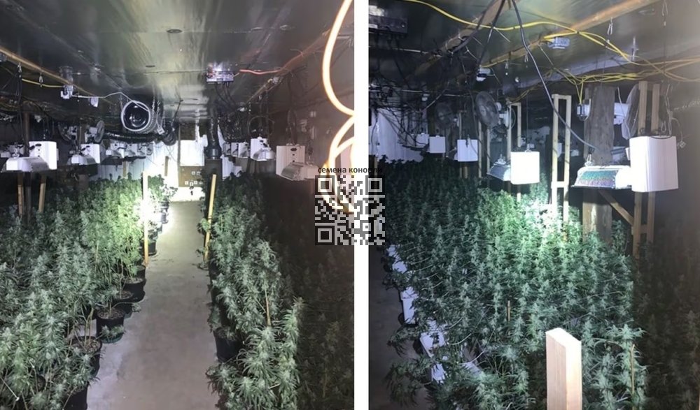 chinese-cannabis-farm-mass.jpg