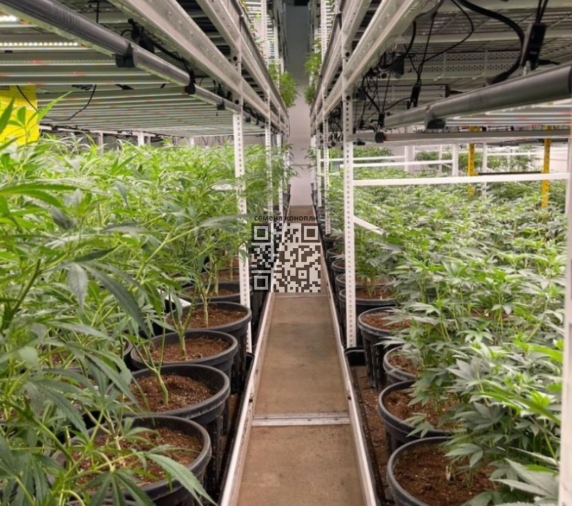 gip-testing-cannabis-farm.jpg